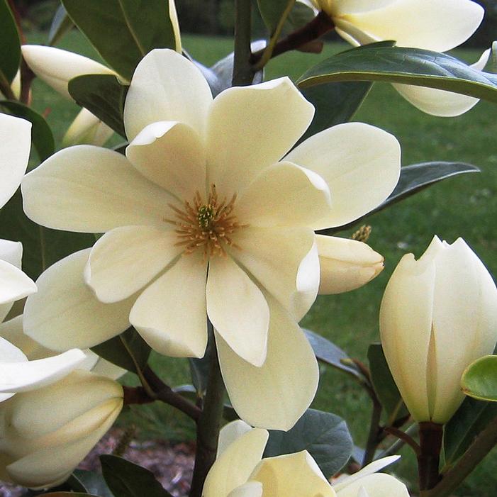 FAIRY MAGNOLIA® CREAM MAGNOLIA