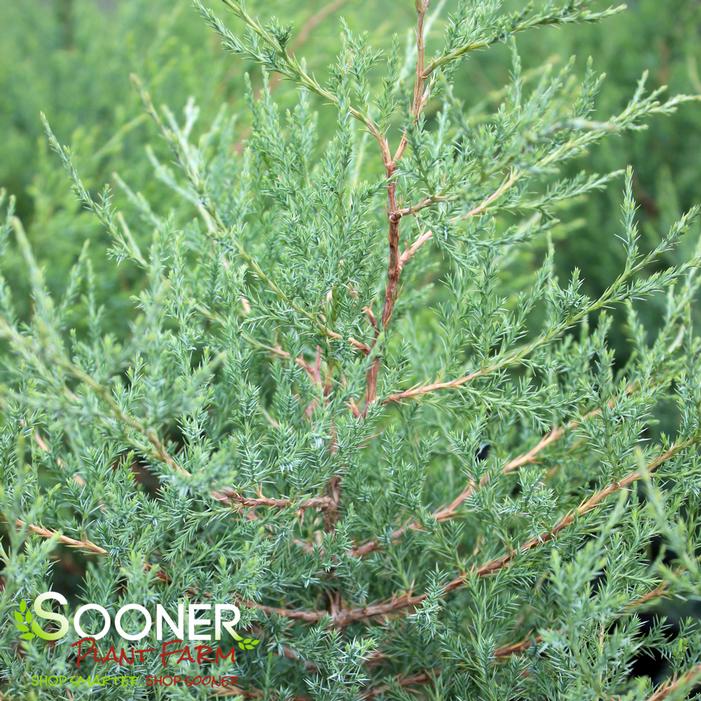 EASTERN RED CEDAR