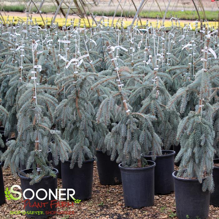 THE BLUES WEEPING BLUE SPRUCE