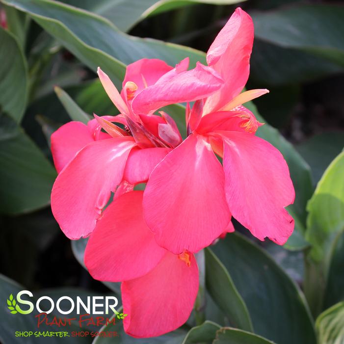 CANNOVA® ROSE CANNA