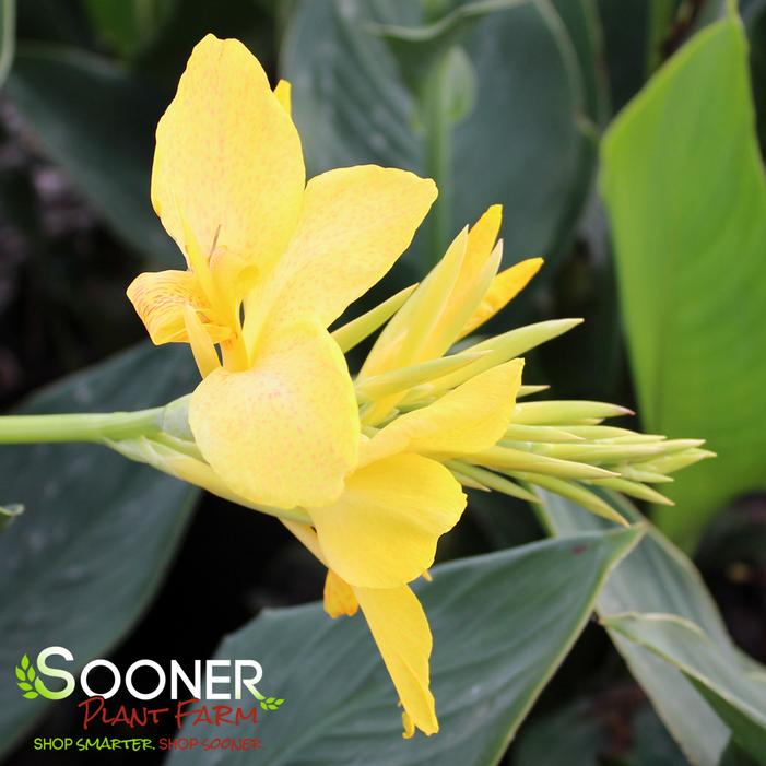 CANNOVA® YELLOW CANNA