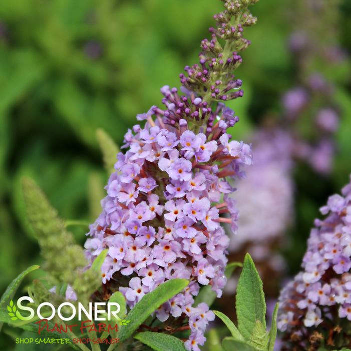 DAPPER® LAVENDER BUTTERFLY BUSH