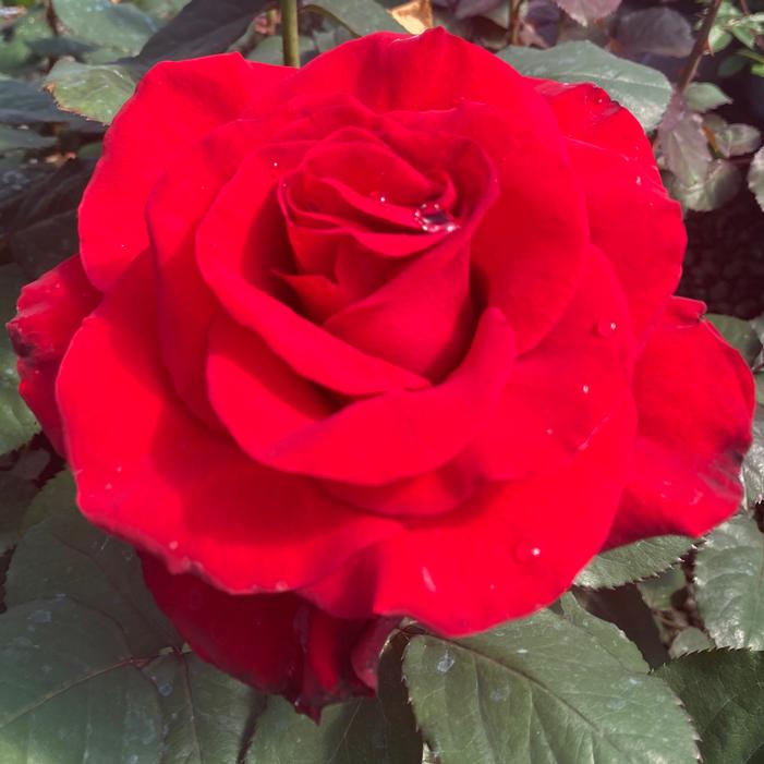 LEGENDS™ HYBRID TEA ROSE