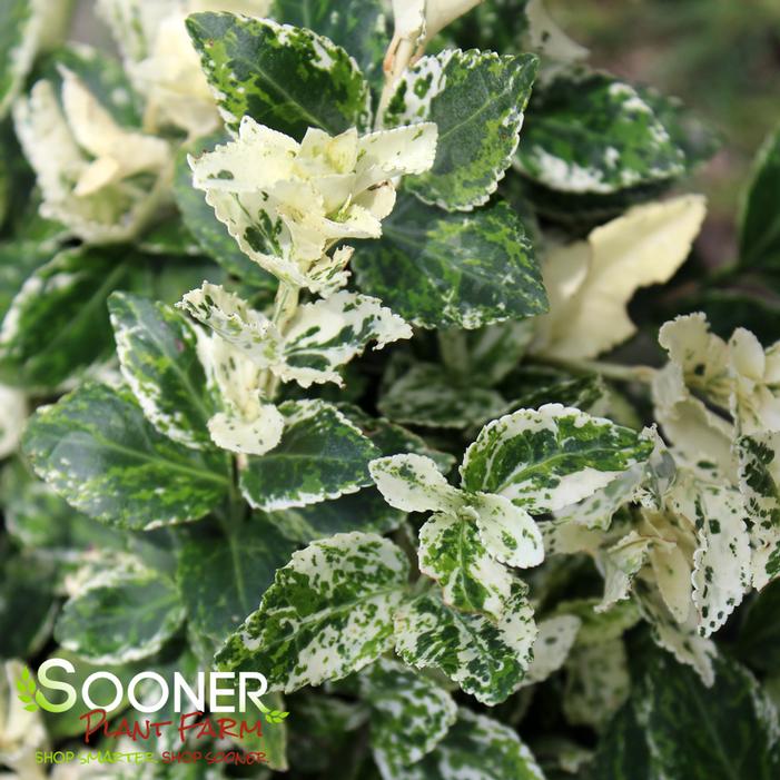 HARLEQUIN WINTERCREEPER EUONYMUS