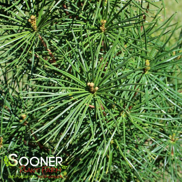 JAPANESE UMBRELLA PINE