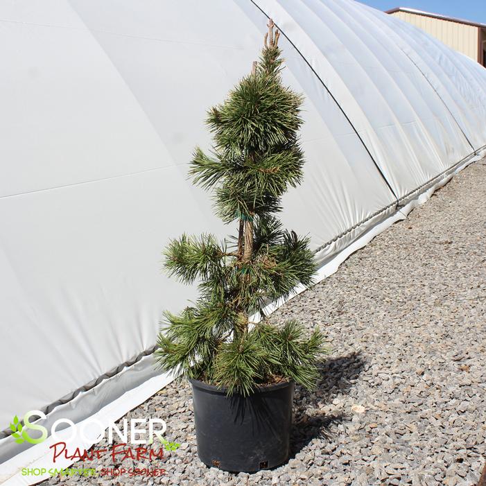 TAYLOR'S SUNBURST LODGEPOLE PINE