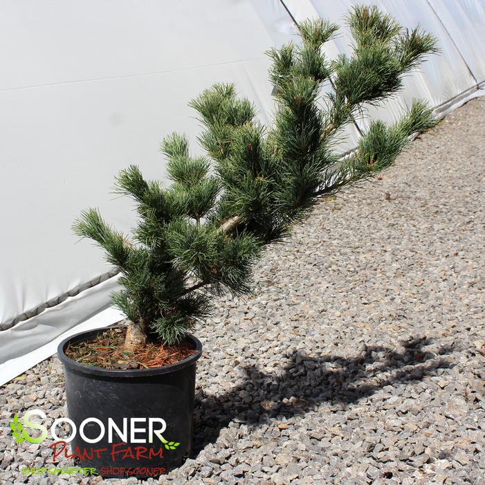 FUKUZUMI JAPANESE WHITE PINE