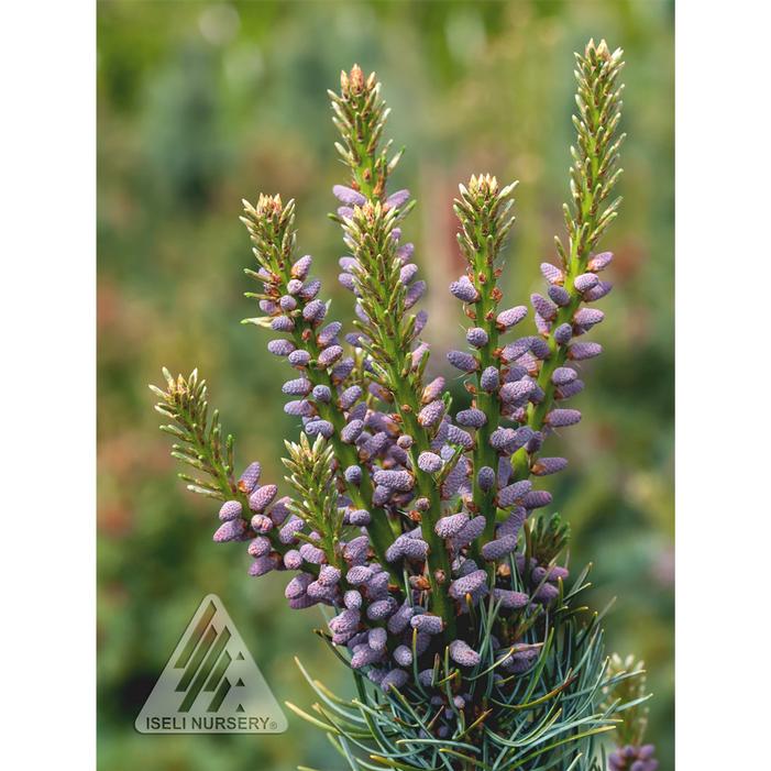 BLUE SHORT-NEEDLED JAPANESE WHITE PINE