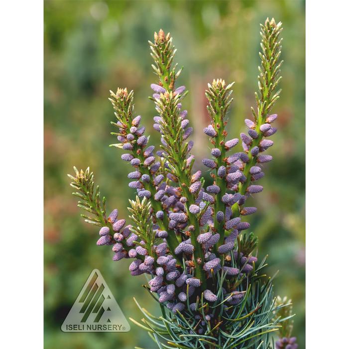 BLUE SHORT-NEEDLED JAPANESE WHITE PINE