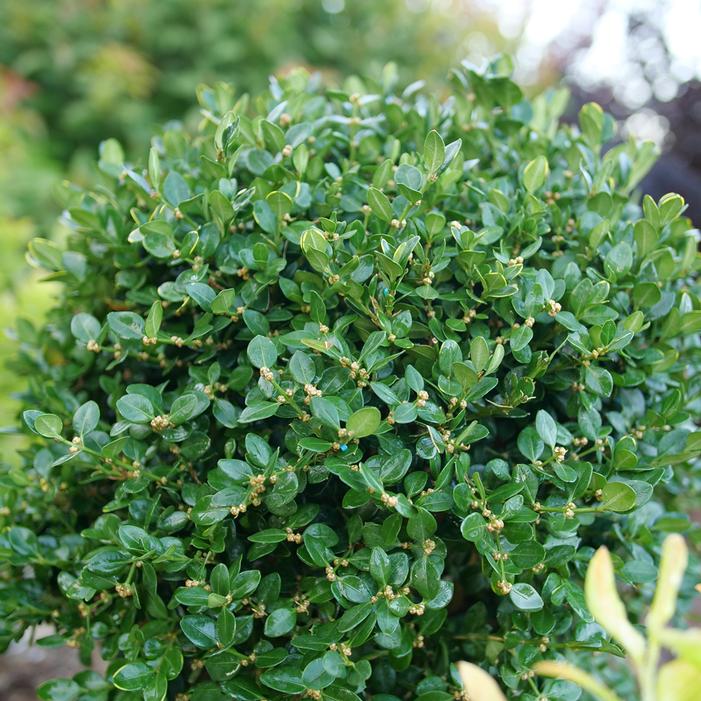 NEATBALL™ BOXWOOD