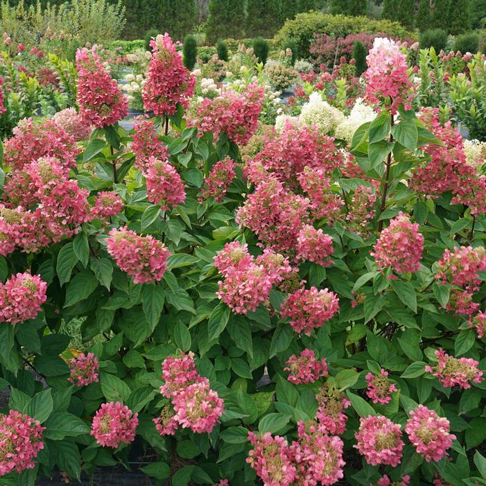 PINKY WINKY® PRIME™ HYDRANGEA