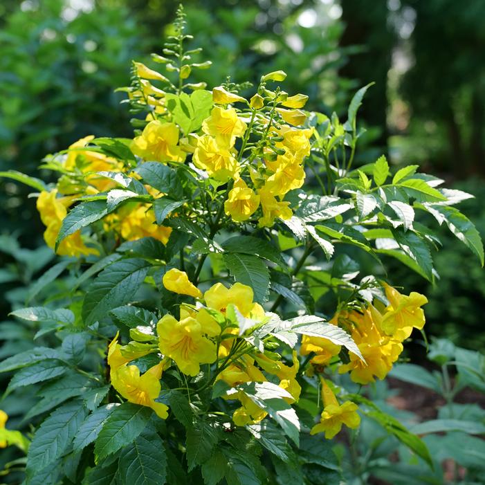 CHICKLET® GOLD ESPERANZA