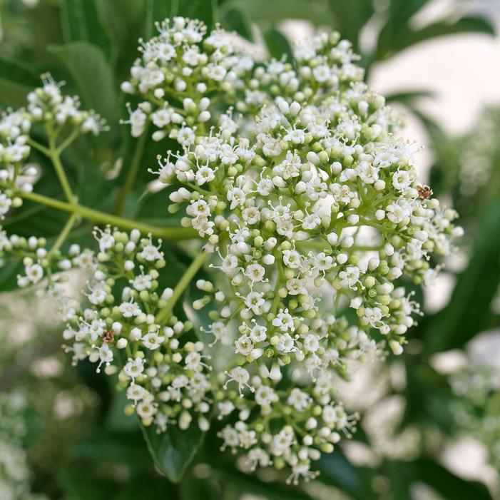 YARDLINE™ VIBURNUM