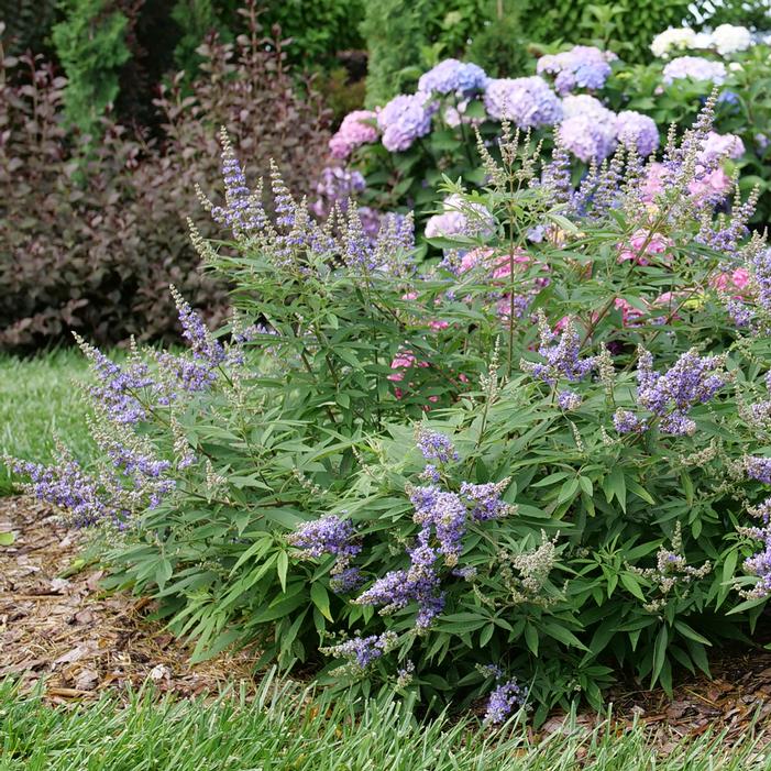 ROCK STEADY® CHASTE TREE