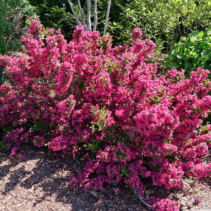 SONIC BLOOM® PUNCH™ WEIGELA