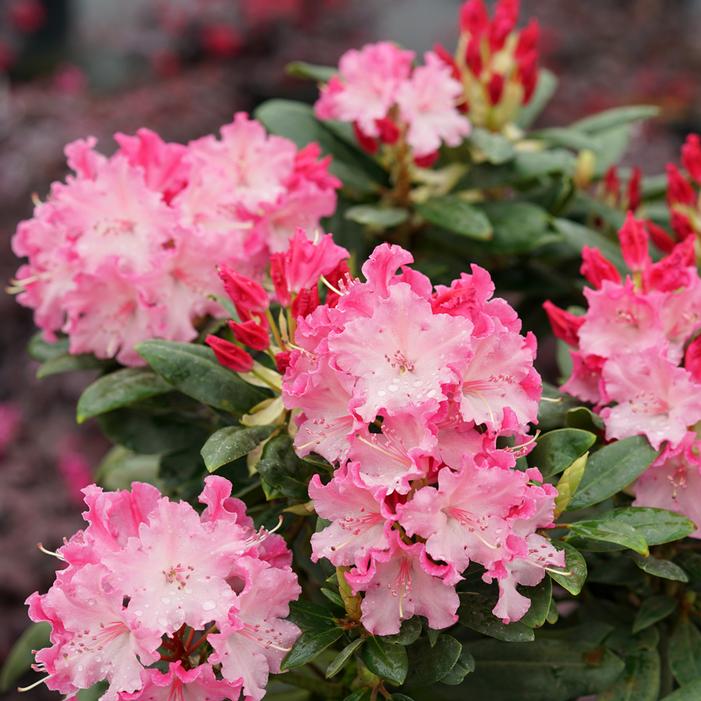 DANDY MAN COLOR WHEEL® RHODODENDRON