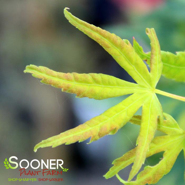 SHIN HIKASA DWARF UPRIGHT JAPANESE MAPLE