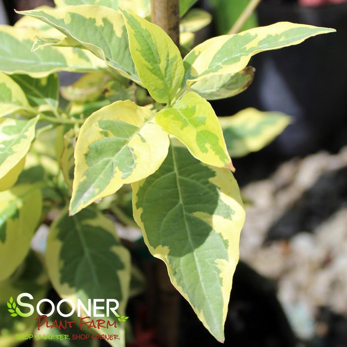 LATHIE VARIEGATED DWARF DOGWOOD