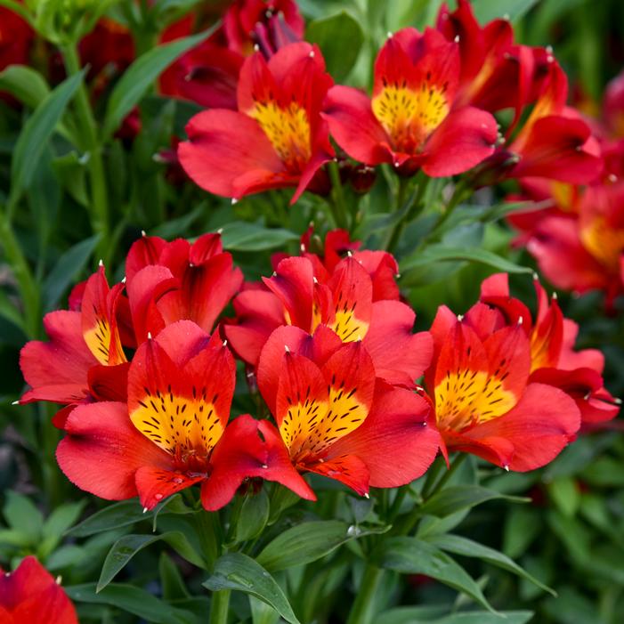 SUMMER HEAT PERUVIAN LILY