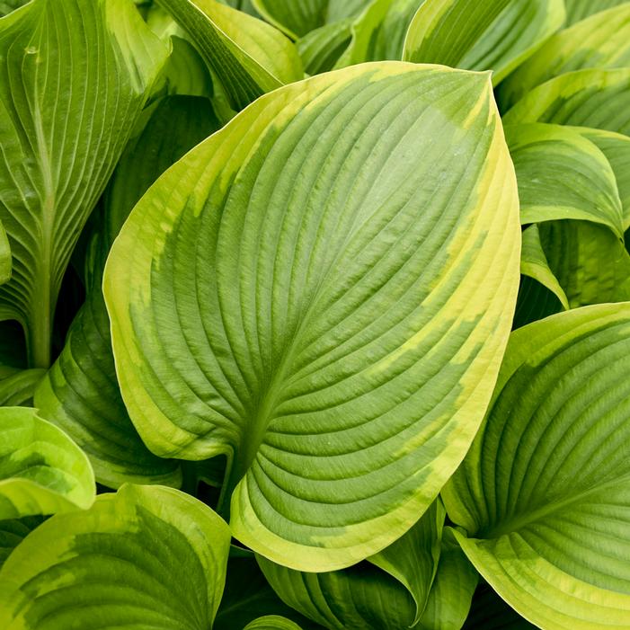 SHADOWLAND® LONE STAR HOSTA