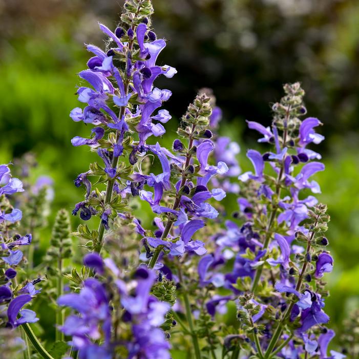 LIVING LARGE™ BIG SKY SALVIA