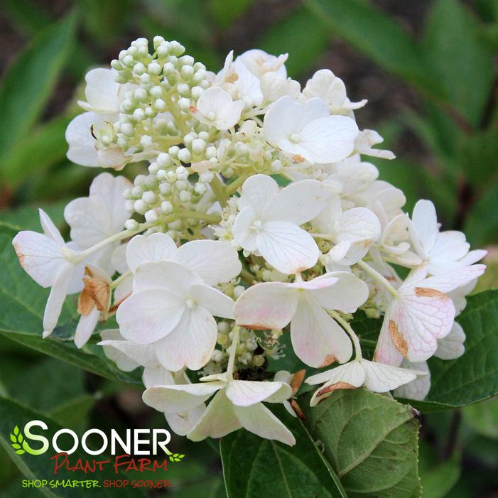 FLARE™ HYDRANGEA