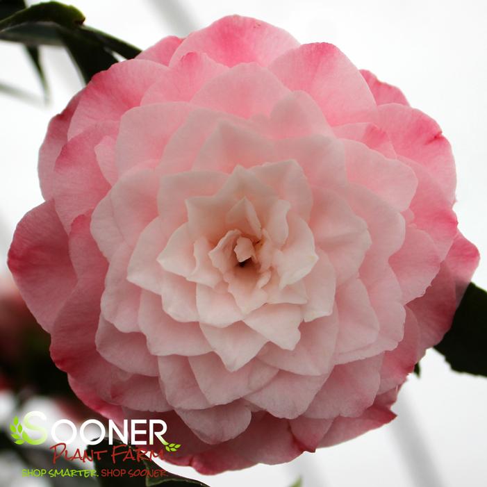 NUCCIO'S PEARL CAMELLIA