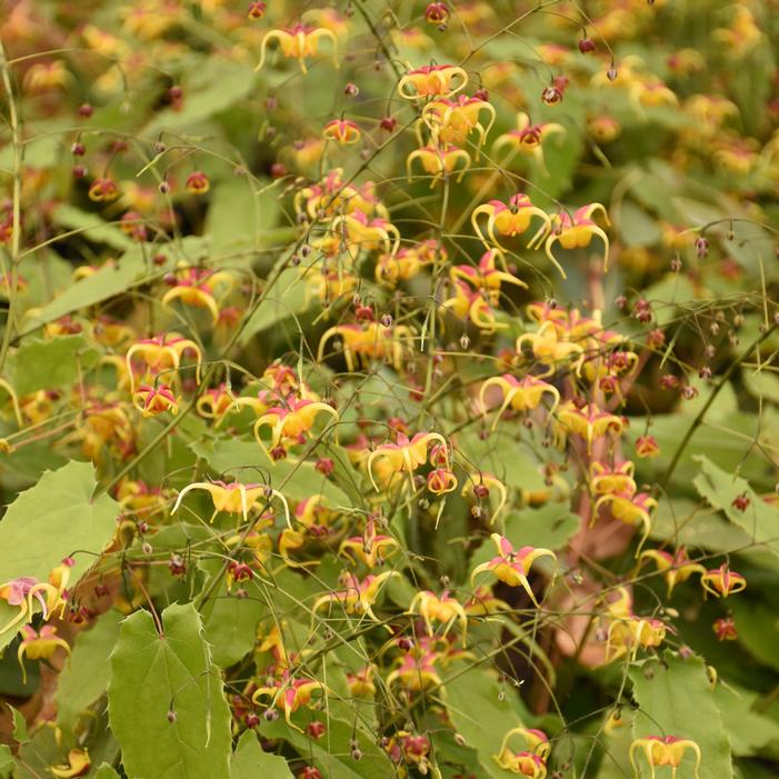 JESTER'S HAT EPIMEDIUM