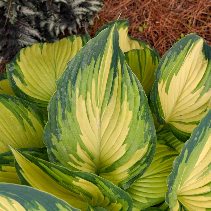 MY FAIR LADY HOSTA