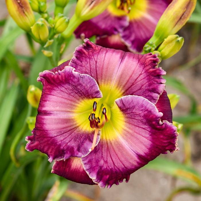 THROUGH A GLASS DARKLY DAYLILY