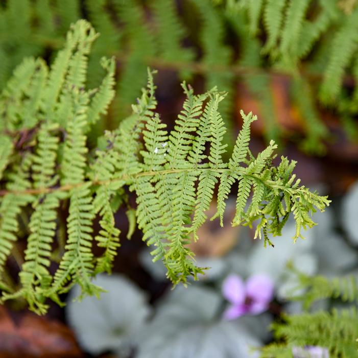 FRONDS FOREVER LADY FERN