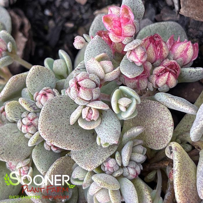 SUNSPARKLER® BLUE ELF SEDUM