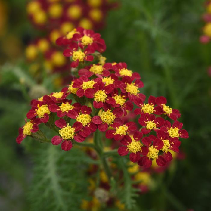 MILLY ROCK™ RED YARROW