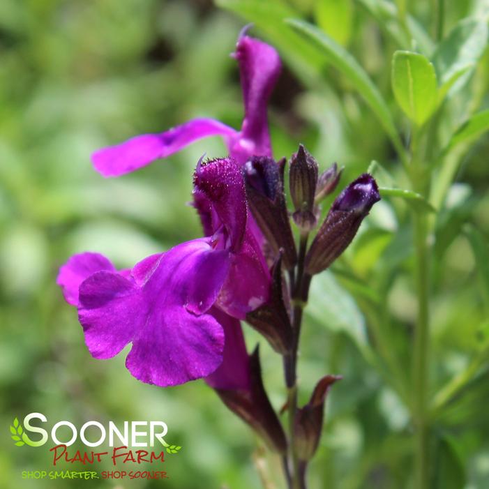 MIRAGE™ DEEP PURPLE AUTUMN SAGE