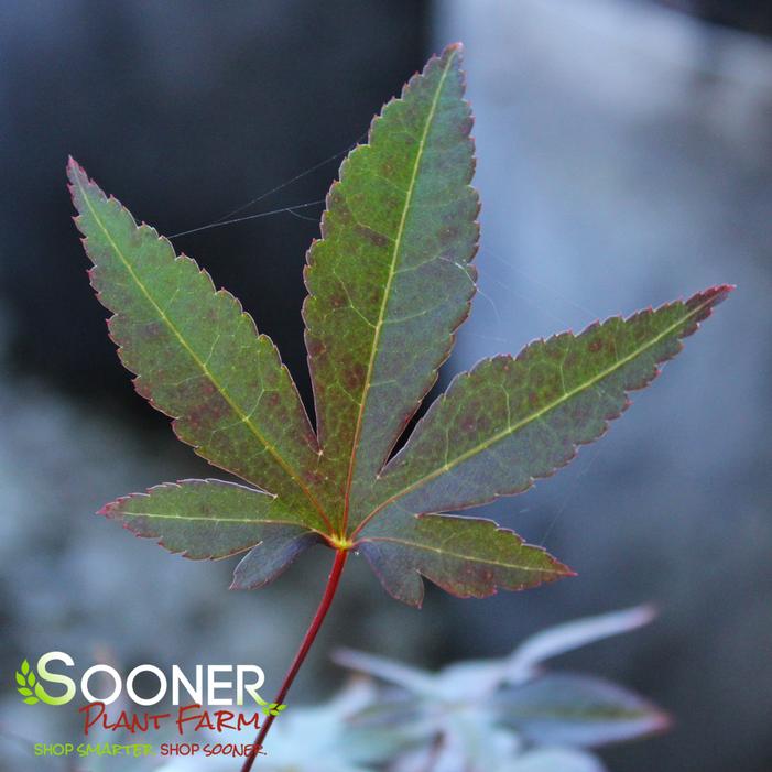 ENGLISHTOWN DWARF UPRIGHT JAPANESE MAPLE