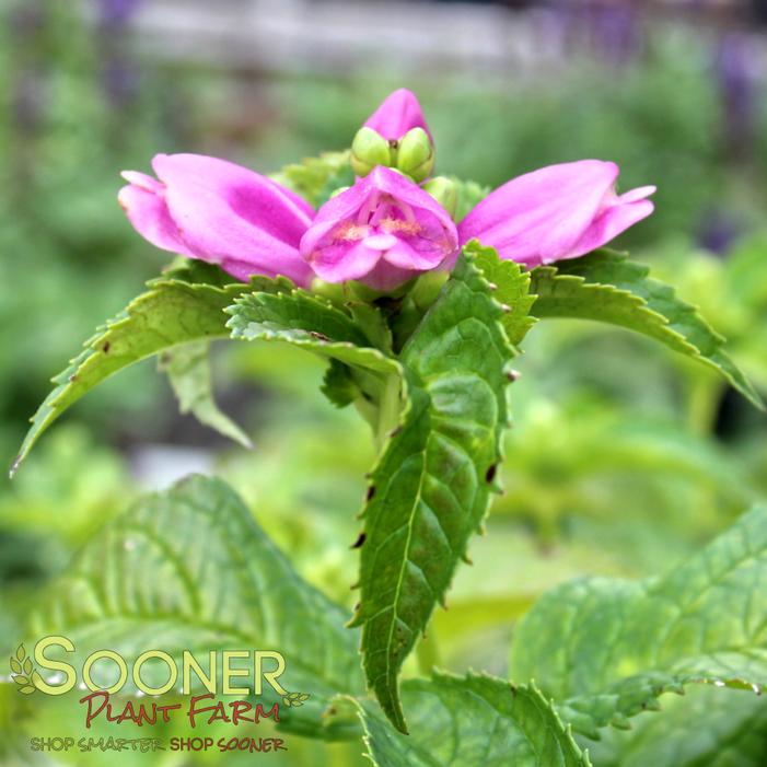 HOT LIPS TURTLEHEAD