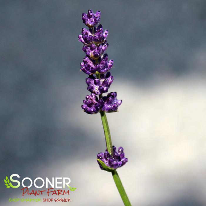 BIG TIME BLUE LAVENDER