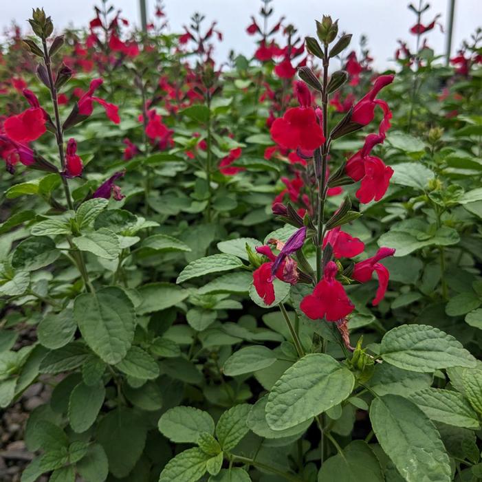 HEATWAVE™ BLAZE SALVIA