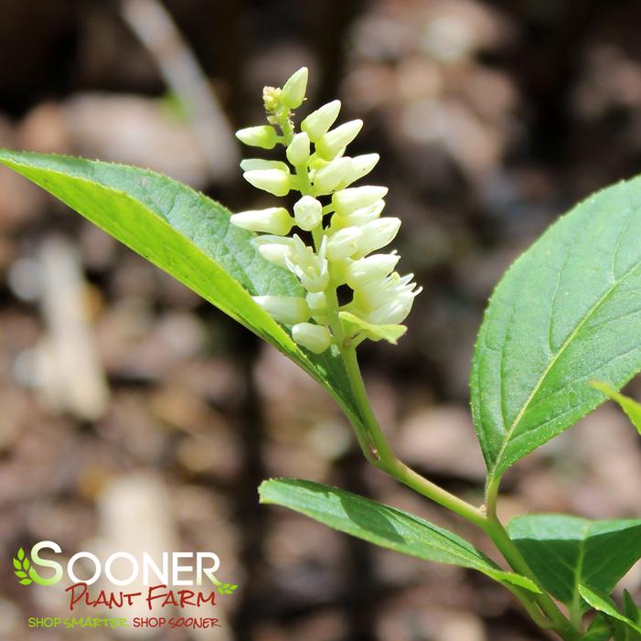 SCARLET BEAUTY™ SWEETSPIRE