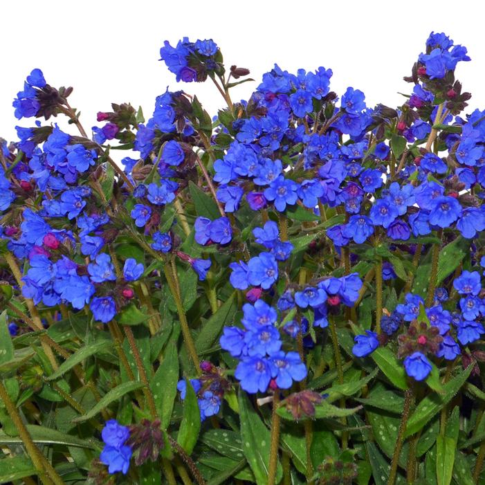 NOVA® COBALT LUNGWORT