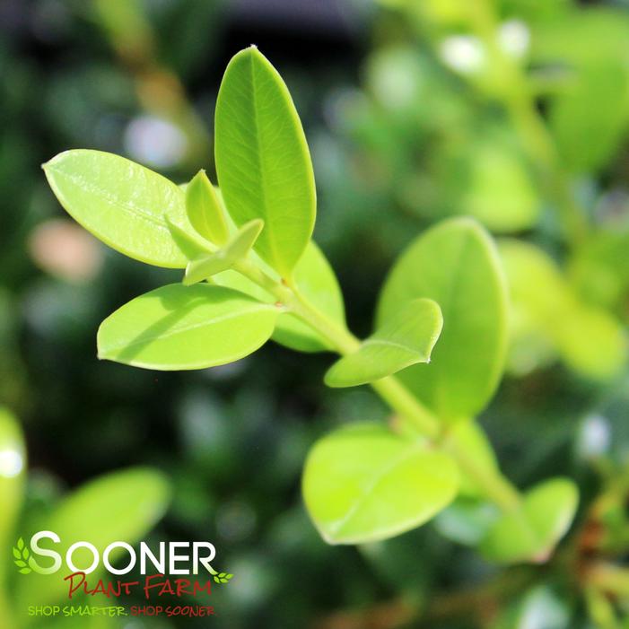 LITTLE MISSY BOXWOOD