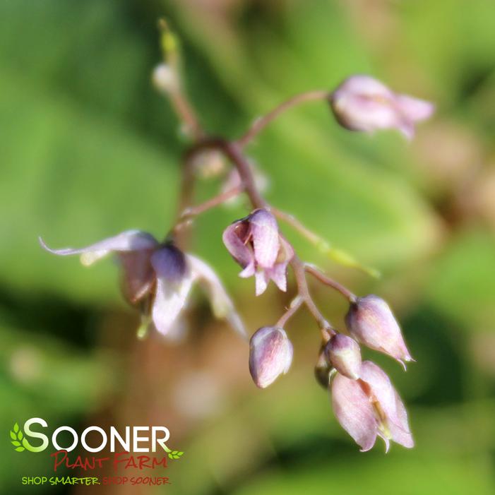 PINK ELF EPIMEDIUM