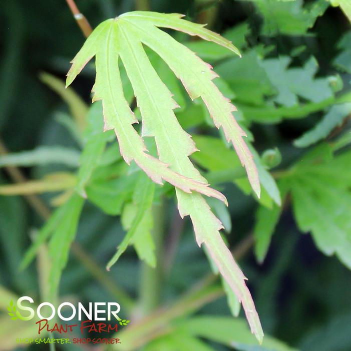 GREEN STRAP UPRIGHT JAPANESE MAPLE