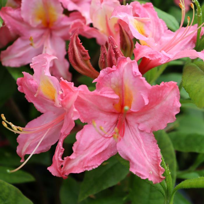 SWEET REWARD™ PINK DECIDUOUS AZALEA