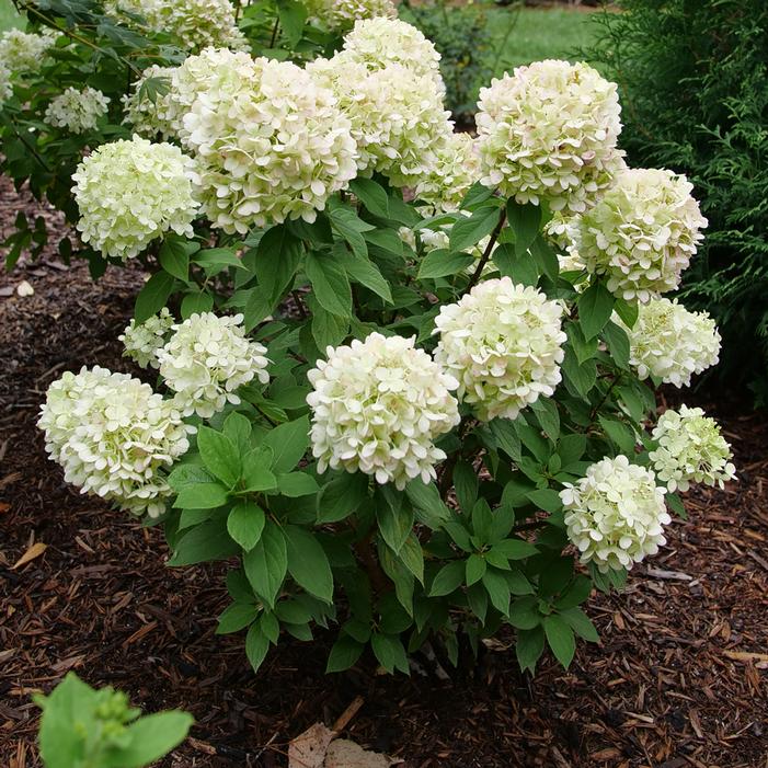 POWERBALL™ HYDRANGEA
