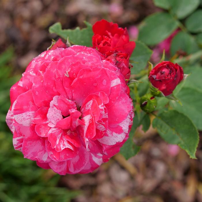 OSO EASY RED STRIPE™ ROSE