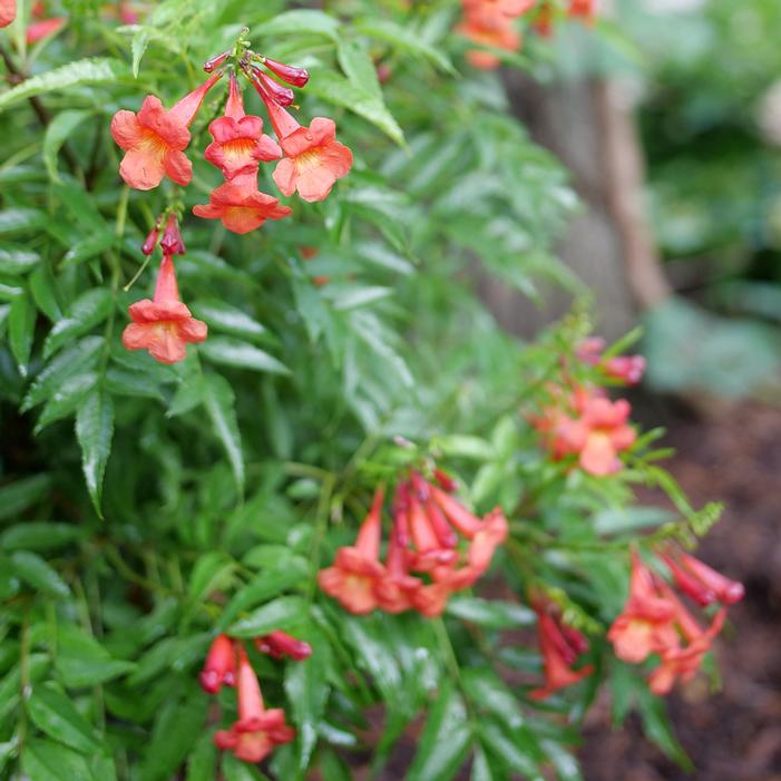 CHICKLET® RED ESPERANZA