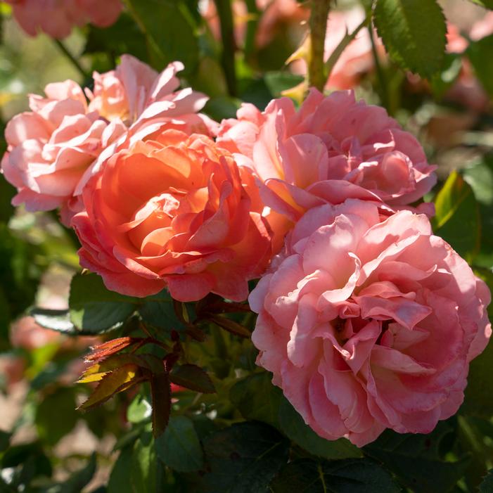 ORANGE GLOW™ KNOCK OUT® ROSE