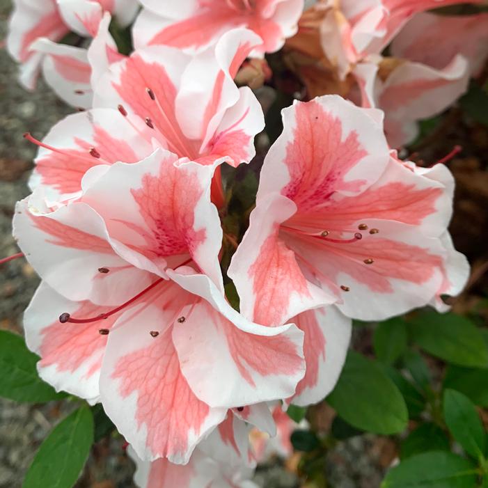AUTUMN STARBURST® ENCORE® AZALEA