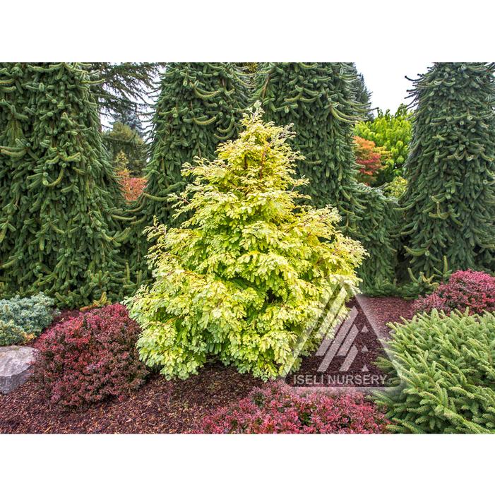 HAMLET'S BROOM DWARF DAWN REDWOOD